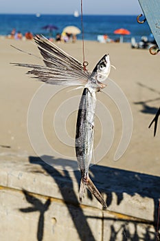 Dried flying fish