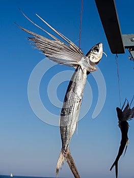 Dried flying fish