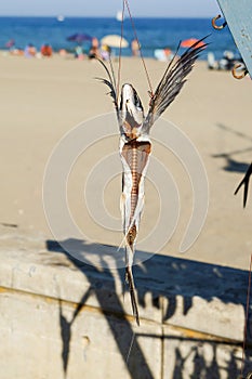 Dried flying fish