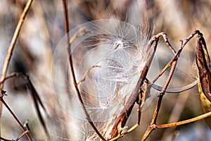 Dried flying seeds of Apocynum cannabinum dogbane, amy root, hemp dogbane, prairie dogbane, Indian hemp, rheumatism root, or wild