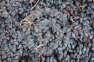 The dried form of black grapes, which is also used in winemaking