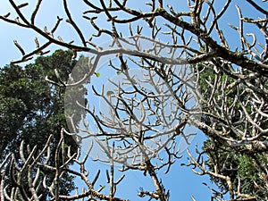 Dried frangipani tree branches against a blue sky background and two towering pine trees in a hotel garden.