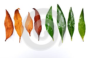 Dried and fresh contrasting leaf colors isolated in white background