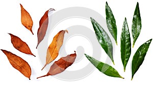 Dried and fresh contrasting leaf colors isolated in white background