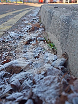 Dried frosted leaves on the ground
