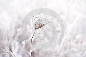 Dried frozen flower in frost and snow close-up.