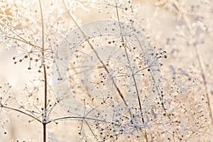 Dried frozen light plants at sunset