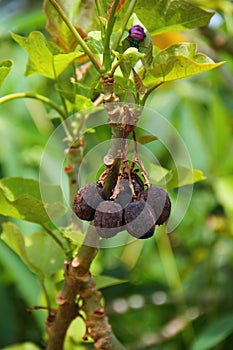 Jatropha Curcas Fruit