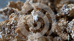 Dried fruiting bodies of Hericium erinaceus. Useful substances in the composition of the fruiting bodies of the fungus lion`s man