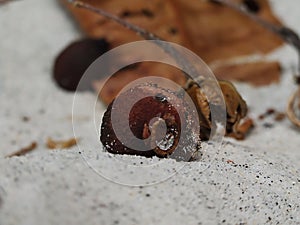 Dried fruits fall on the white sand.