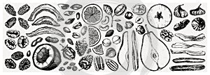 Dried fruits and nuts collection. Hand drawn dehydrated fruits sketches. Vintage nuts illustrations. For vegan food, snacks,