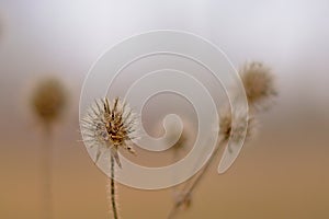 Dried fruits of a small teasel -