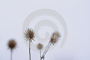 Dried fruits of a small teasel - Dipsacus pilosus