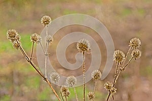 Dried fruits of a small teasel - Dipsacus pilosus