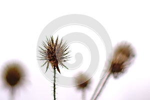 Dried fruits of a small teasel, islated on white - Dipsacus pilosus