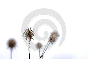 Dried fruits of a small teasel, isolated on white - Dipsacus pilosus