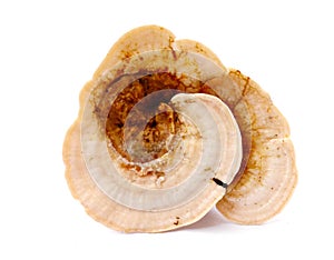 Dried Ganoderma Lucidum Mushroom an isolated on white background.