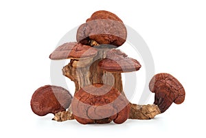 Dried ganoderma lucidum or reishi , lingzhi mushroom isolated on white background