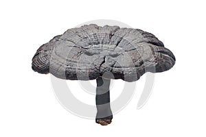 dried Ganoderma mushroom