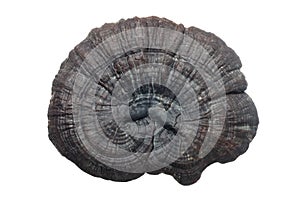 dried Ganoderma mushroom