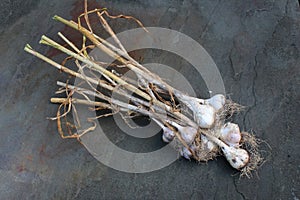 Dried garlic bulbs with dirt and roots still attached