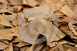 Dried ginkgo biloba leaves isolated on white background photo