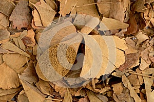 Dried ginkgo biloba leaves and powder isolated on white background.top view ,flat lay photo