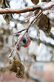 Dried and glased in ice red apple on the branch. Frosen rain