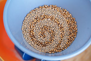 Dried grain wheat sprouts close up