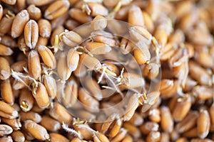 Dried grain wheat sprouts close up