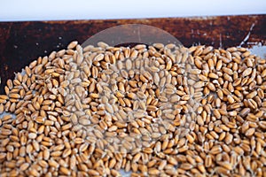 Dried grain wheat sprouts close up