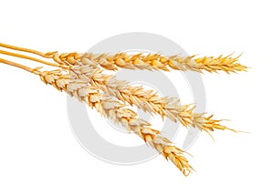 Dried grain wheat yellow isolated on the white background