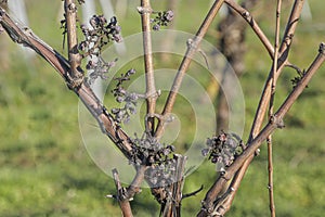 Dried grape berries at a vine