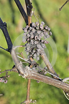 Dried grape berries at a vine