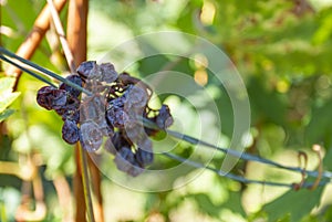 Dried grape on the vine. Dried grapes on the vine stock.