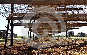 The Dried Grapes Beneath The Empty Tiers.