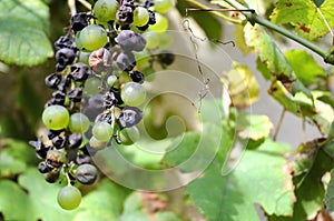 Dried grapes in a vineyard.