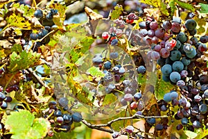 Dried grapes at vineyard