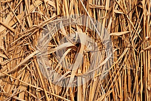 Dried grass