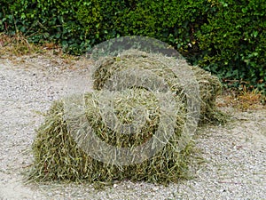 Dried grass in a bale