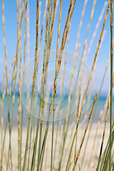 Dried grass on the beach by the sea