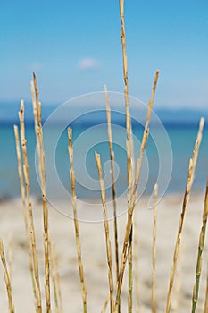 Dried grass on the beach by the sea