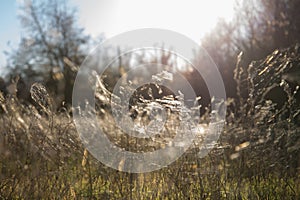 Dried grass with cobweb on morning light