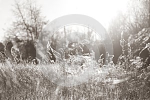 Dried grass with cobweb on morning light