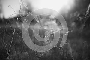 Dried grass with cobweb on morning light