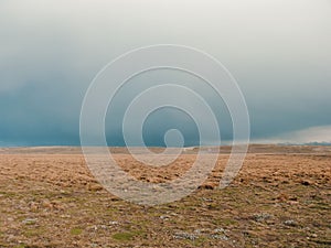 Dried grass field with a blue sky in the horizon