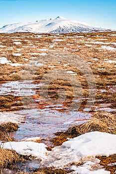 The dried grass field or pile of hay in the snow covered forest