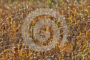 Dried Grass on Field in Polesye Natural resort