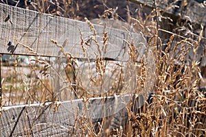 Dried Grass flower in meadow with sun lights