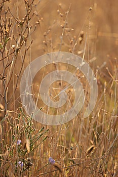 Dried grass and flowers